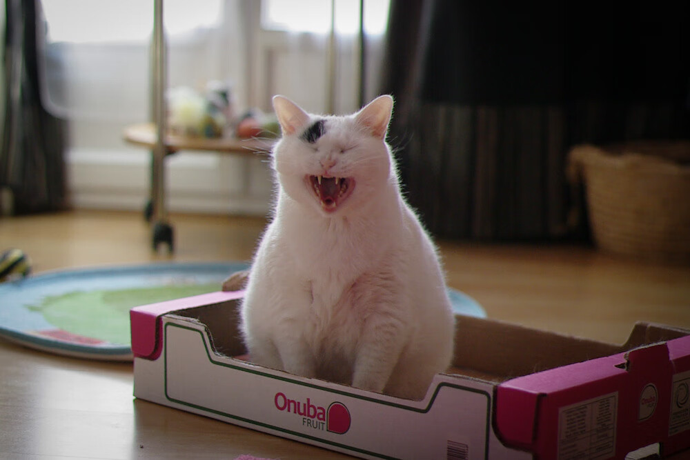 若日尼奥点射定乾坤，几内亚历史性争冠战险胜哥斯达黎加